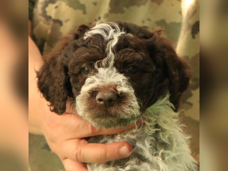 Lagotto romagnolo - puppy 3