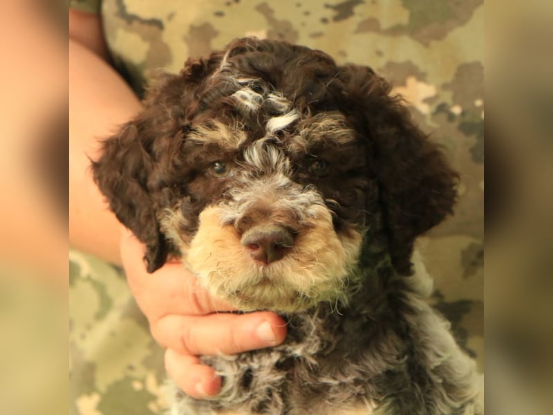 Lagotto romagnolo - puppy 4
