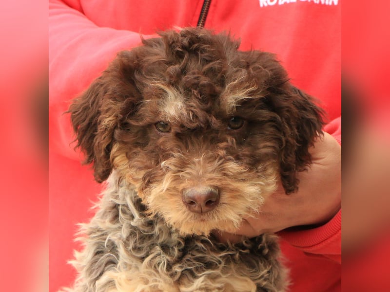 Lagotto romagnolo puppy 5