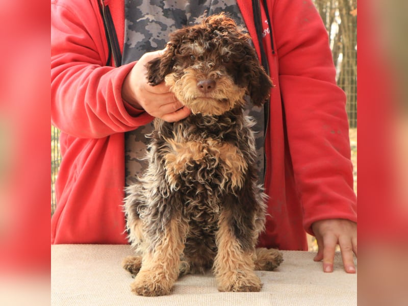 Lagotto romagnolo puppy 4