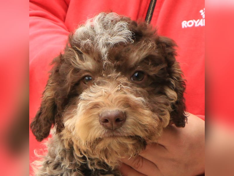 Lagotto romagnolo puppy 6