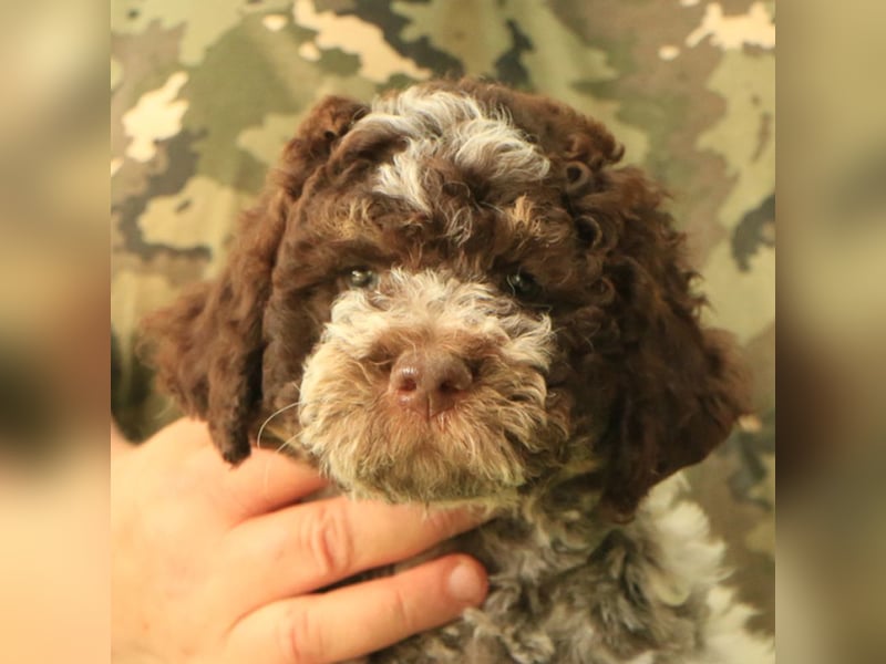 Lagotto romagnolo - puppy 2