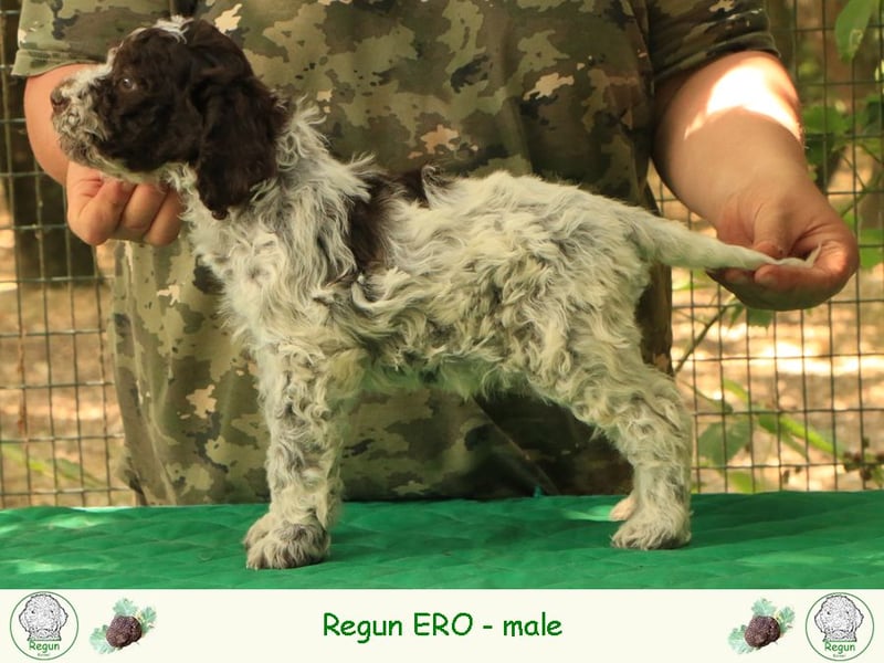 Lagotto romagnolo - puppy 3