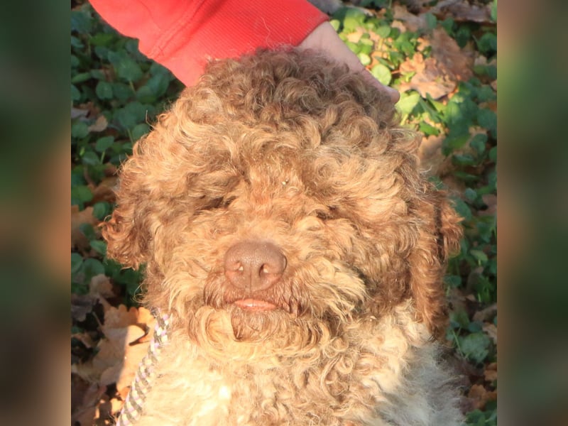 Lagotto romagnolo male
