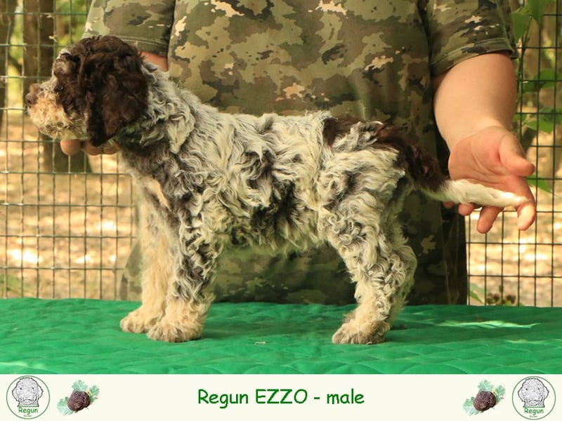 Lagotto romagnolo - puppy 4