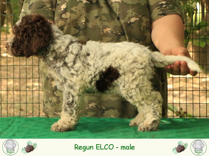 Lagotto romagnolo - puppy 2