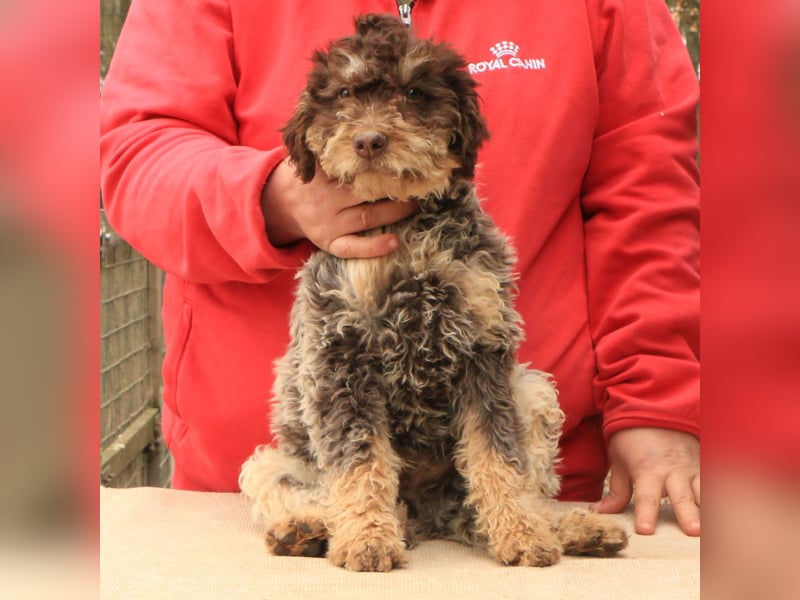 Lagotto romagnolo puppy 5