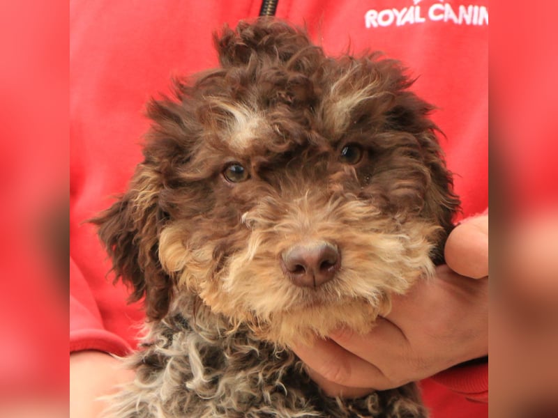 Lagotto romagnolo puppy 5