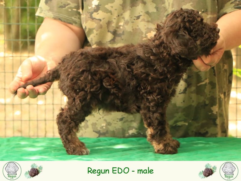 Lagotto romagnolo - puppy 1
