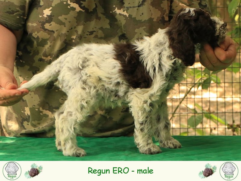 Lagotto romagnolo - puppy 3