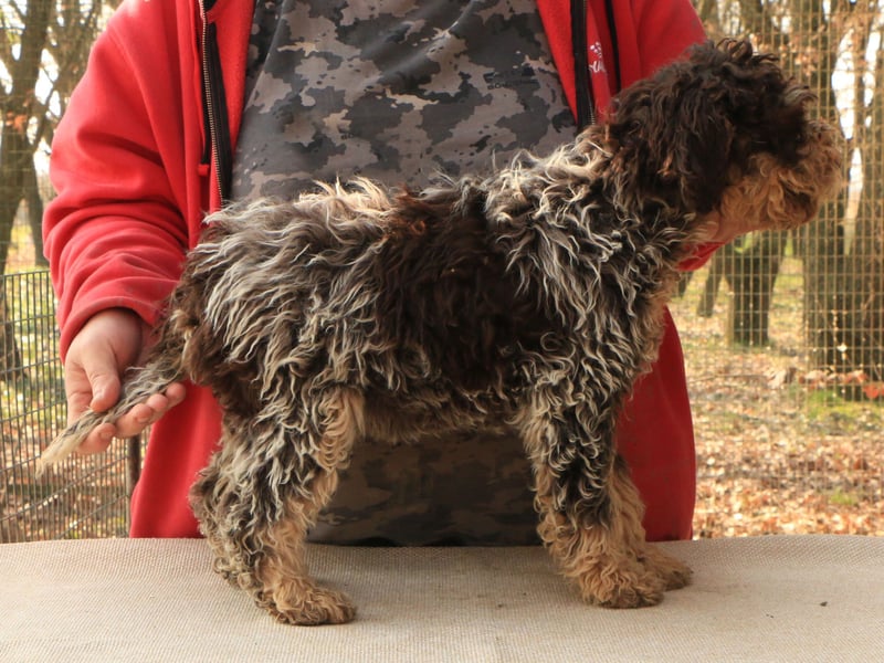 Lagotto romagnolo puppy 4