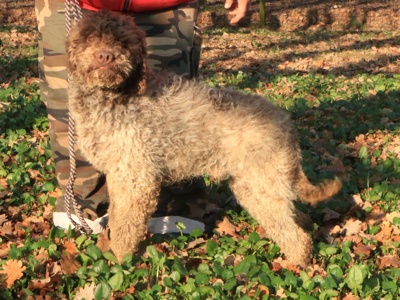 Lagotto romagnolo male