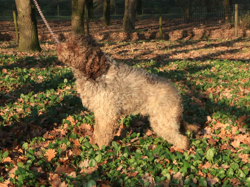 Lagotto romagnolo male