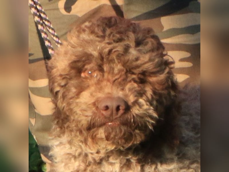 Lagotto romagnolo male