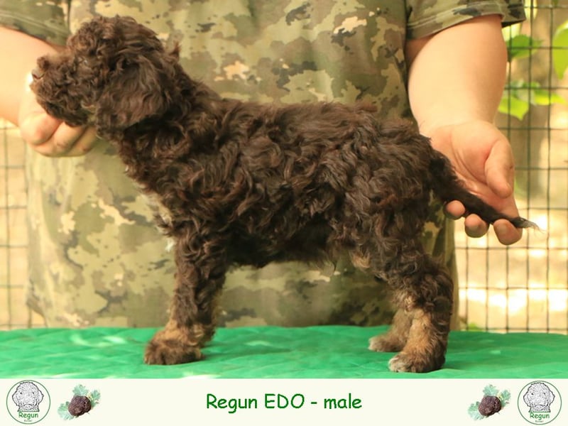 Lagotto romagnolo - puppy 1