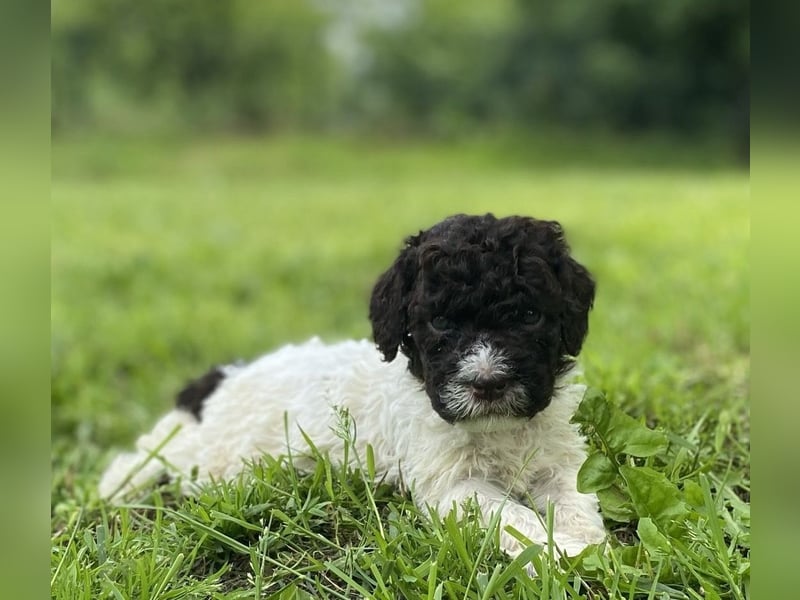 Lagotto Romagnolo, Welpen von ausgezeichneter Qualität