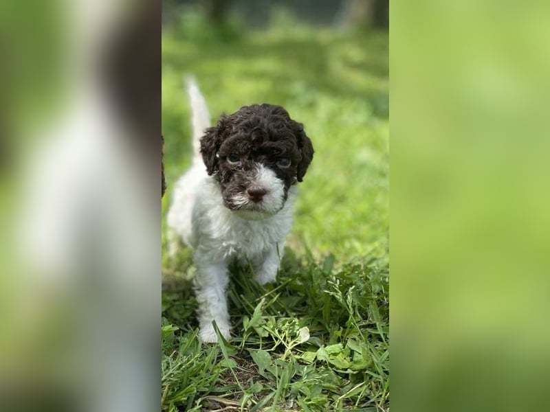 Lagotto Romagnolo, Welpen von ausgezeichneter Qualität