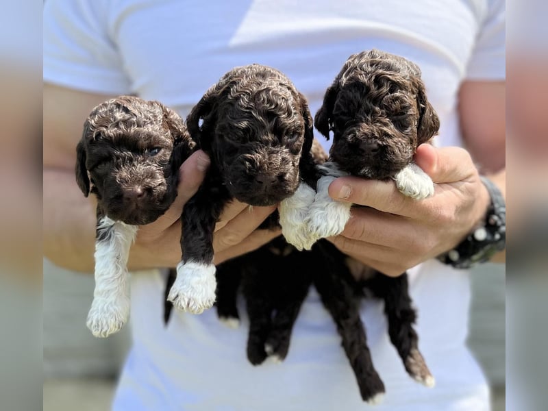 Lagotto Romagnolo, Welpen von ausgezeichneter Qualität
