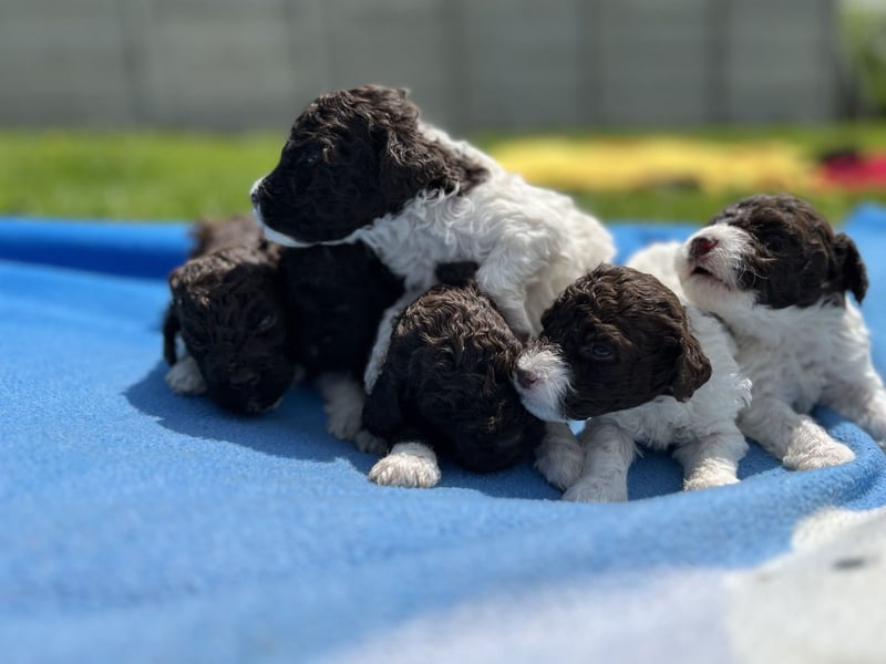 Lagotto Romagnolo, Welpen von ausgezeichneter Qualität