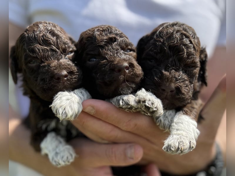 Lagotto Romagnolo, Welpen von ausgezeichneter Qualität