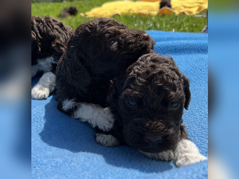 Lagotto Romagnolo, Welpen von ausgezeichneter Qualität