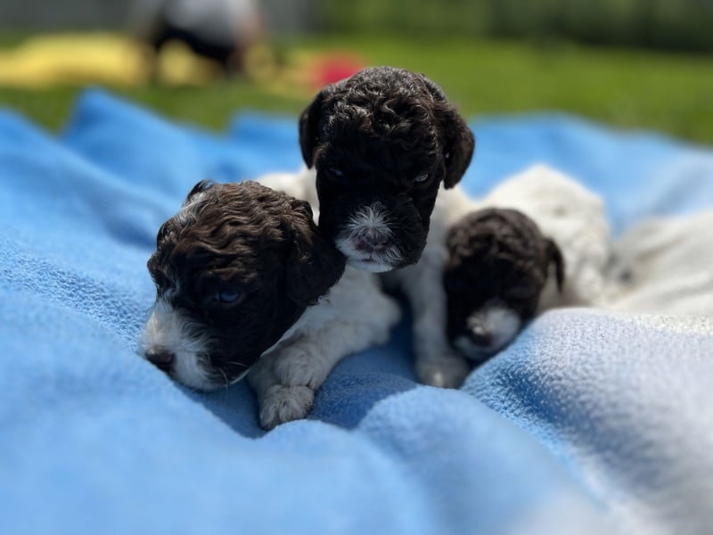 Lagotto Romagnolo, Welpen von ausgezeichneter Qualität