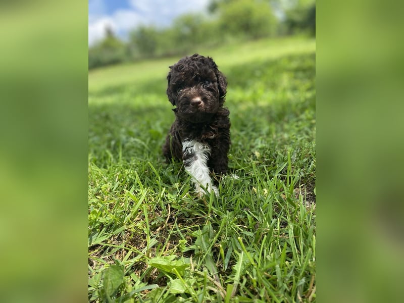 Lagotto Romagnolo, Welpen von ausgezeichneter Qualität