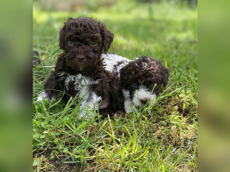 Lagotto Romagnolo, Welpen von ausgezeichneter Qualität