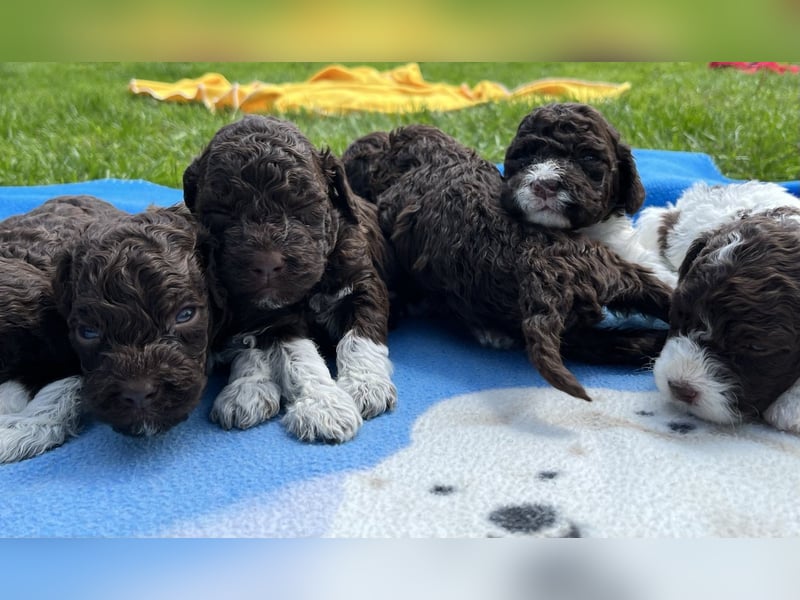 Lagotto Romagnolo, Welpen von ausgezeichneter Qualität