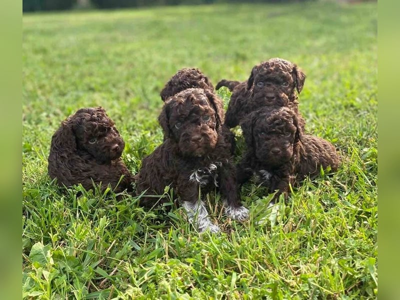 Lagotto Romagnolo, Welpen von ausgezeichneter Qualität
