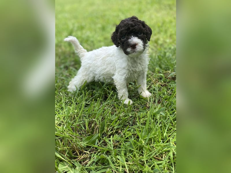 Lagotto Romagnolo, Welpen von ausgezeichneter Qualität