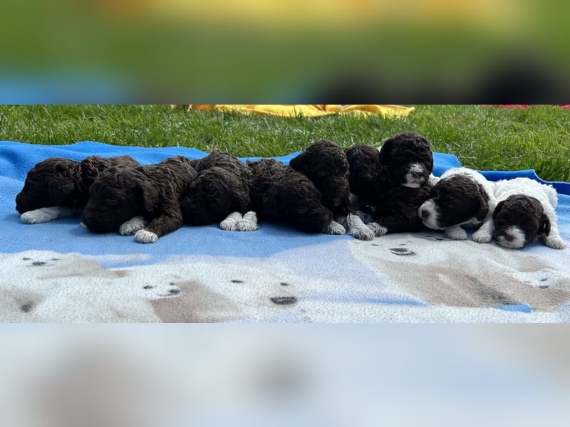 Lagotto Romagnolo, Welpen von ausgezeichneter Qualität