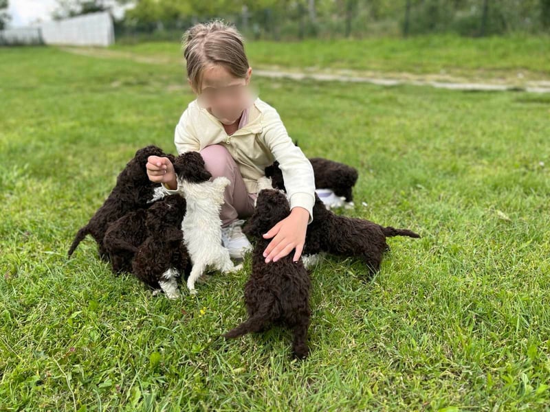 Lagotto Romagnolo, Welpen von ausgezeichneter Qualität