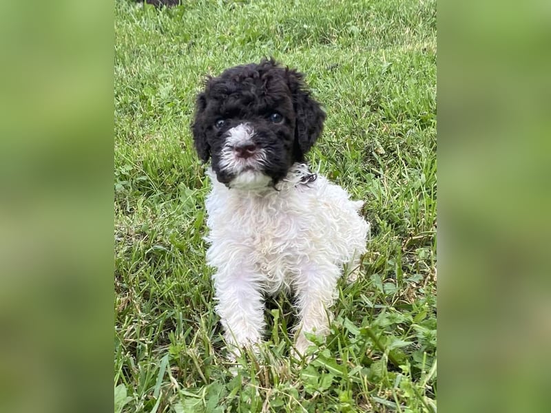 Lagotto Romagnolo, Welpen von ausgezeichneter Qualität