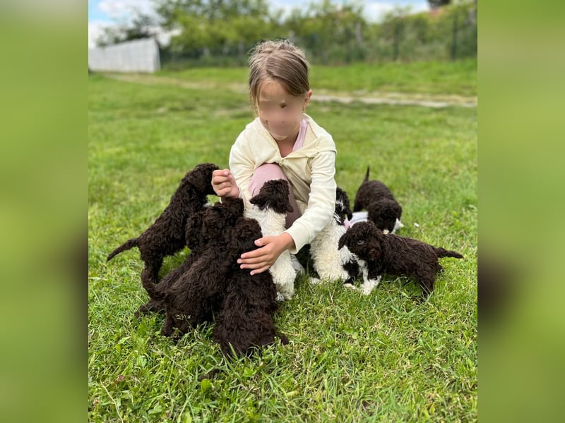 Lagotto Romagnolo, Welpen von ausgezeichneter Qualität