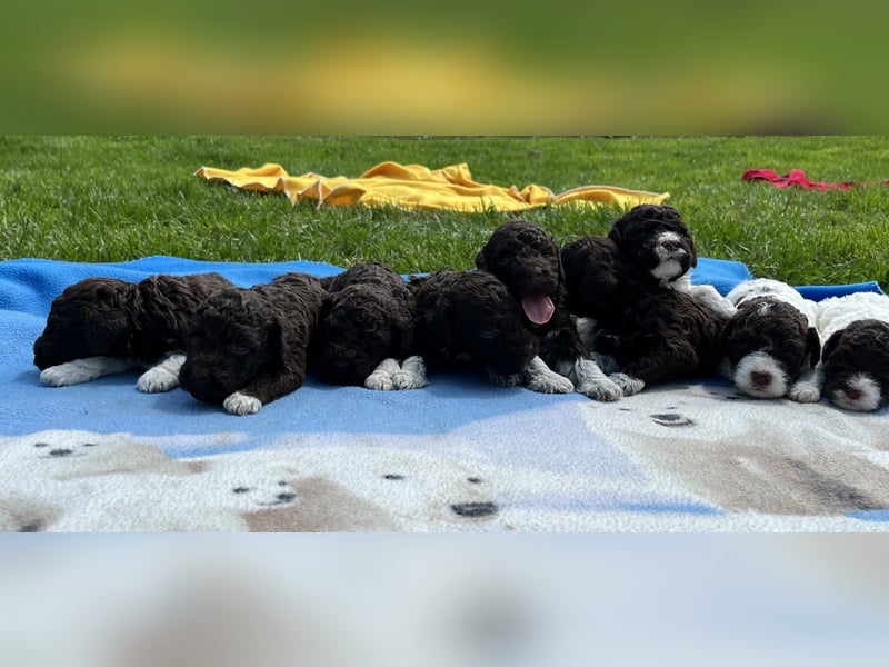 Lagotto Romagnolo, Welpen von ausgezeichneter Qualität