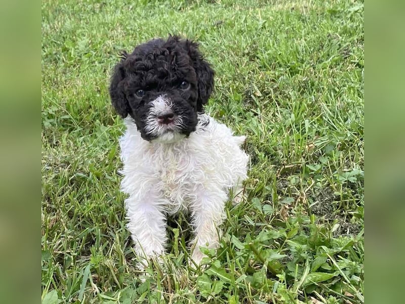Lagotto Romagnolo, Welpen von ausgezeichneter Qualität