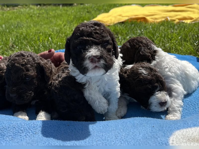 Lagotto Romagnolo, Welpen von ausgezeichneter Qualität