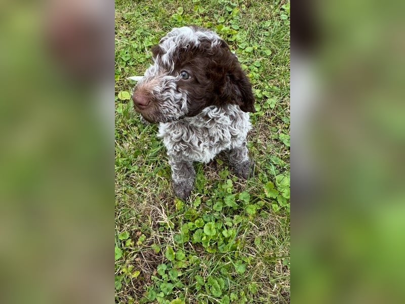 Lagotto Romagnolo " con tante amore" Traumwelpen