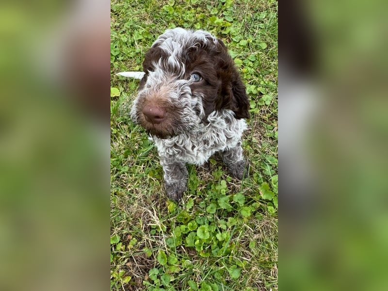 Lagotto Romagnolo " con tante amore" Traumwelpen