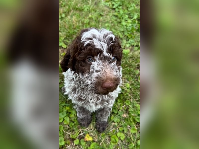 Lagotto Romagnolo " con tante amore" Traumwelpen