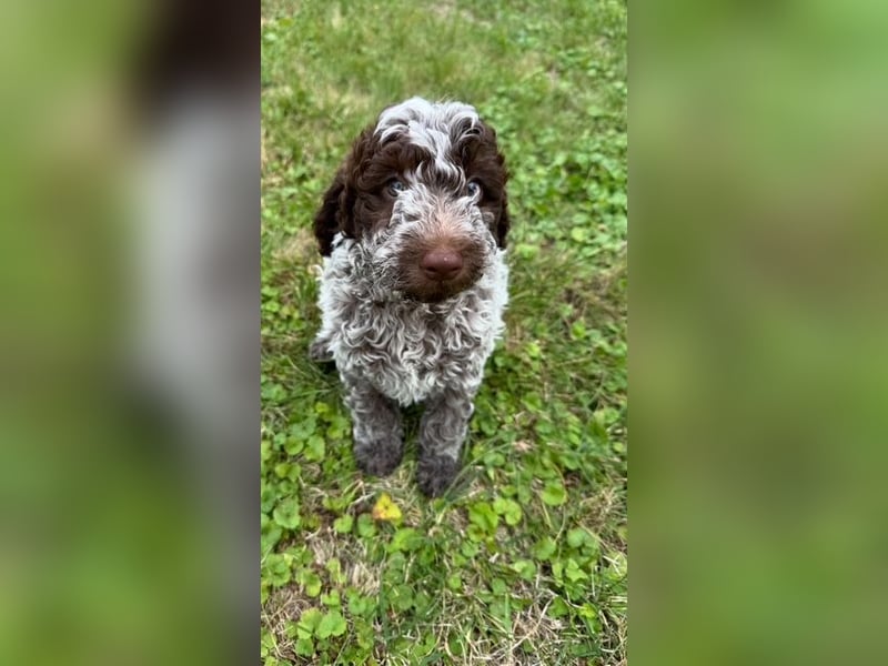 Lagotto Romagnolo " con tante amore" Traumwelpen
