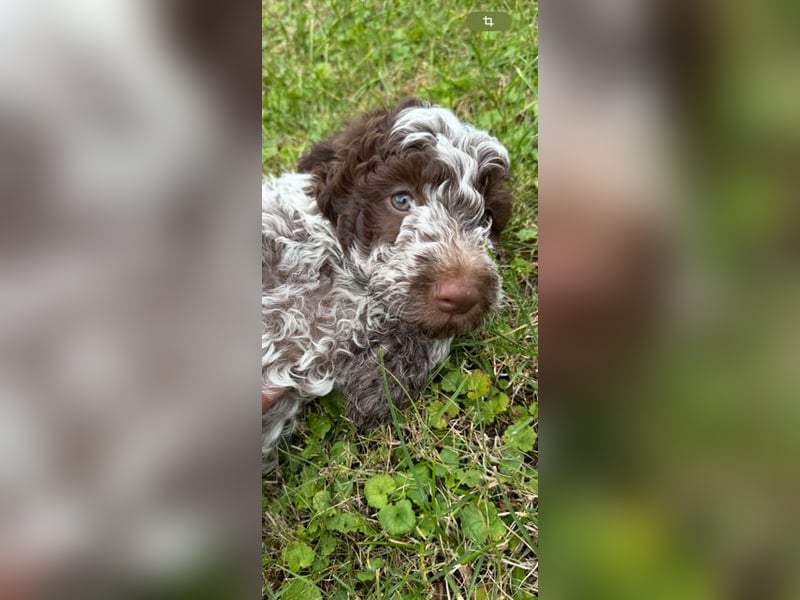 Lagotto Romagnolo " con tante amore" Traumwelpen
