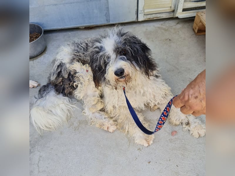 Jovi - -HAT INTERESSENTEN - ängstlicher kleiner Kerl sucht seine Familie