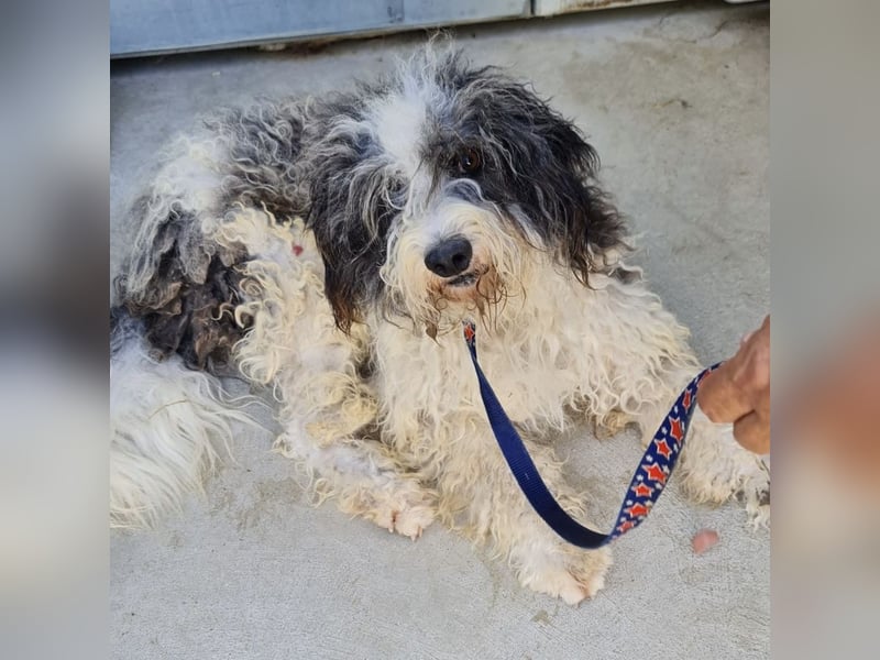 Jovi - -HAT INTERESSENTEN - ängstlicher kleiner Kerl sucht seine Familie