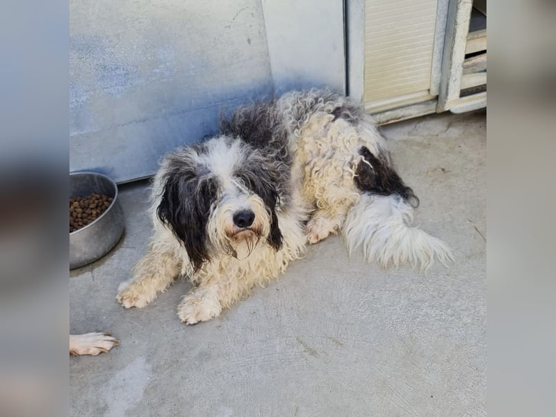Jovi - -HAT INTERESSENTEN - ängstlicher kleiner Kerl sucht seine Familie