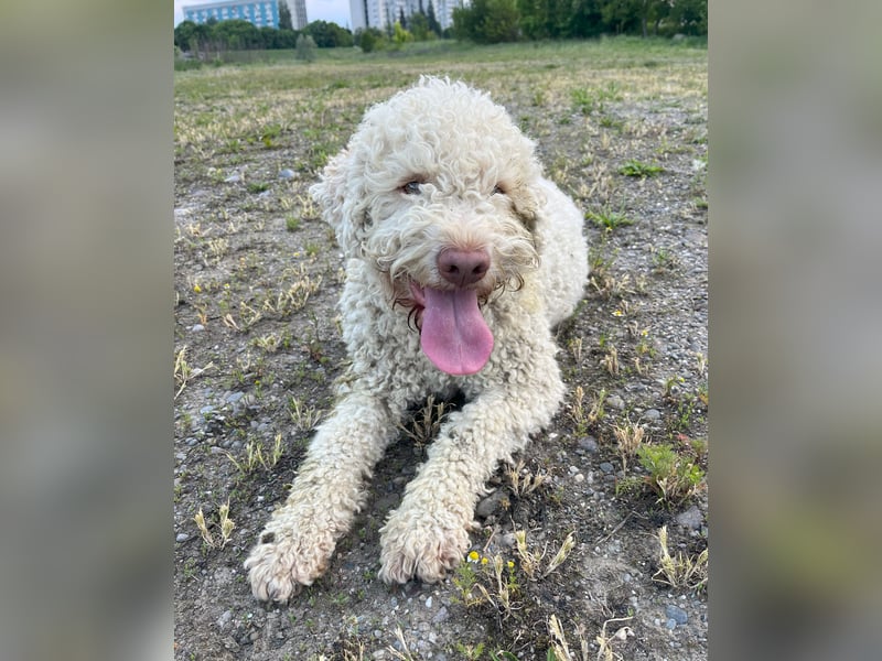 Fido, a beautiful 16 months old Lagotto Romagnolo