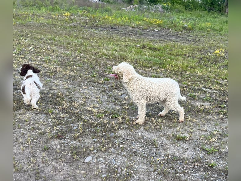 Fido, a beautiful 16 months old Lagotto Romagnolo