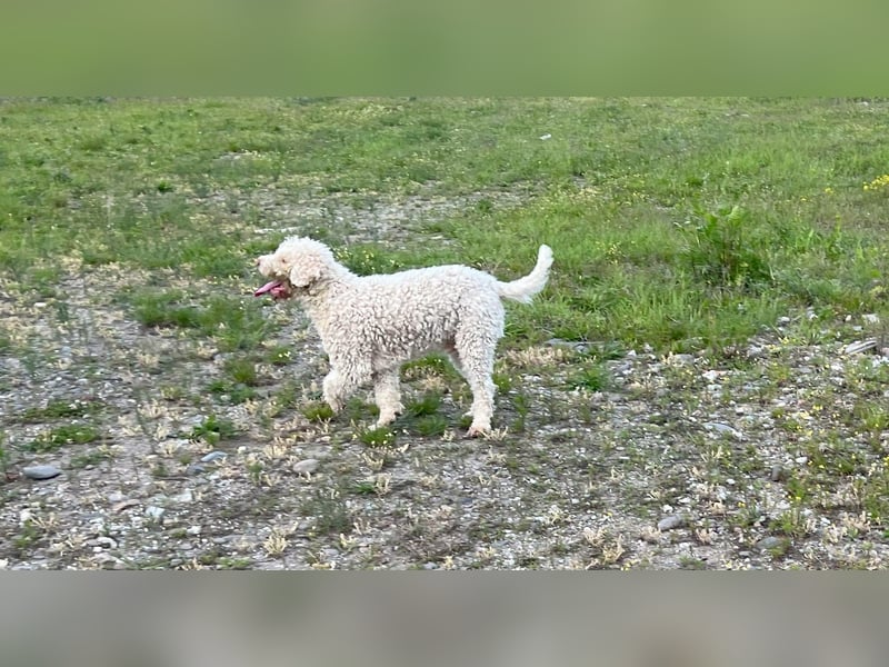 Fido, a beautiful 16 months old Lagotto Romagnolo