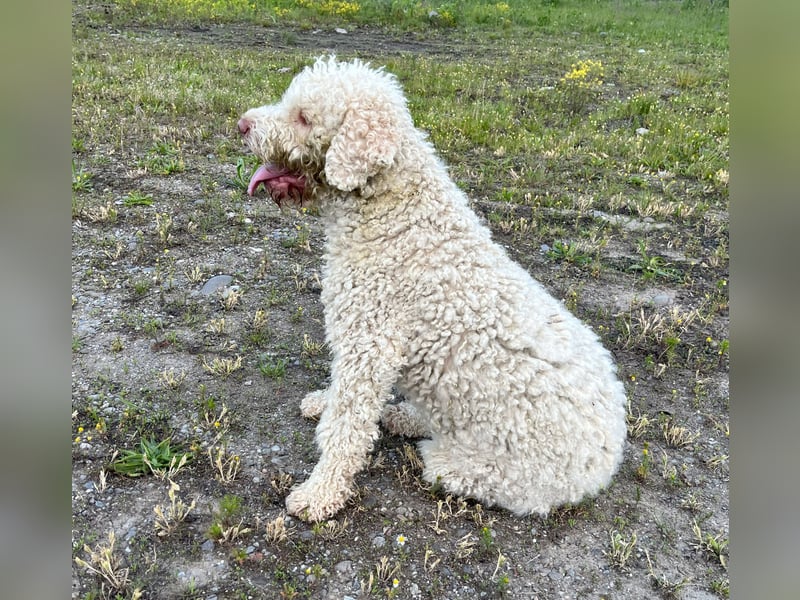 Fido, a beautiful 16 months old Lagotto Romagnolo